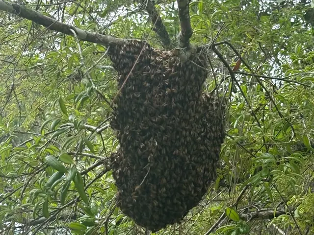 Humane bee hive removal