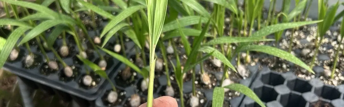 Adonidia Palm (Christmas Palm)
