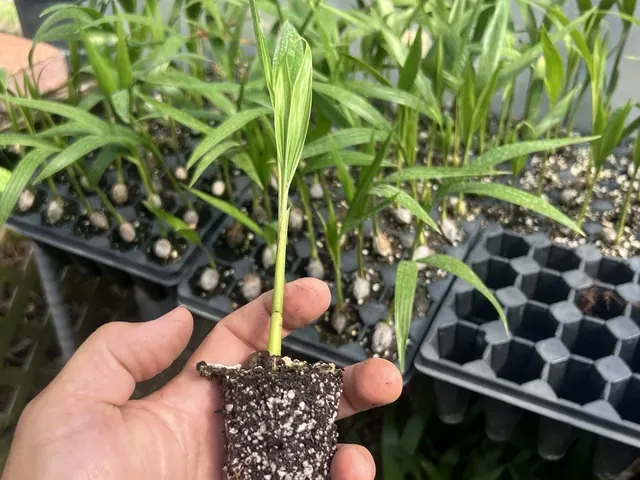 Adonidia Palm (Christmas Palm)