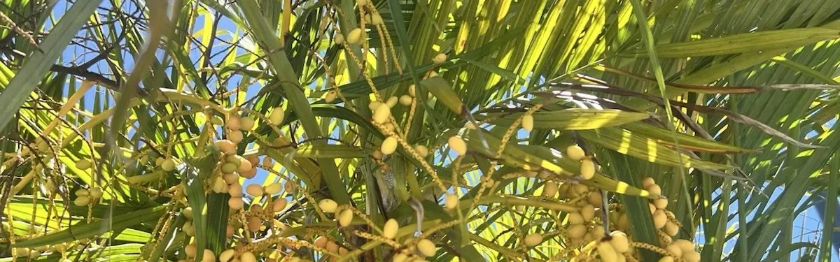 Areca Palm
