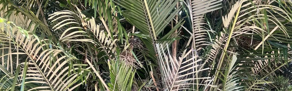 Arenga Palm