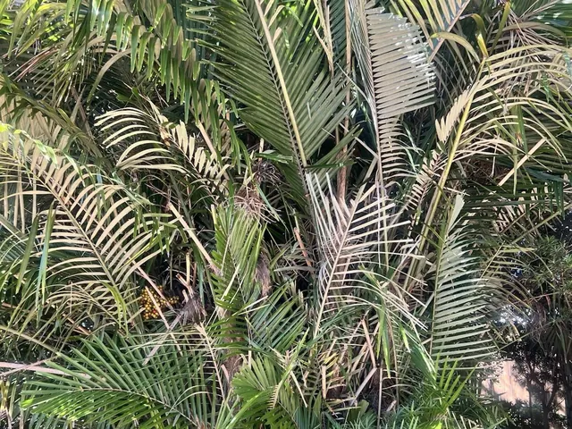 Arenga Palm