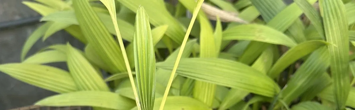 Chinese Fan Palm