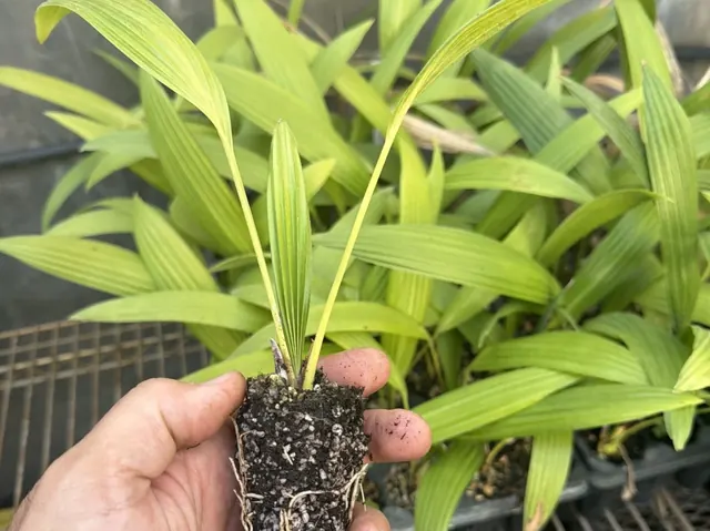 Chinese Fan Palm