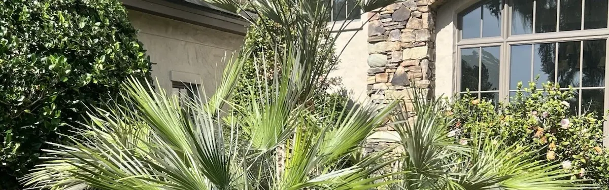 Mediterranean Fan Palm