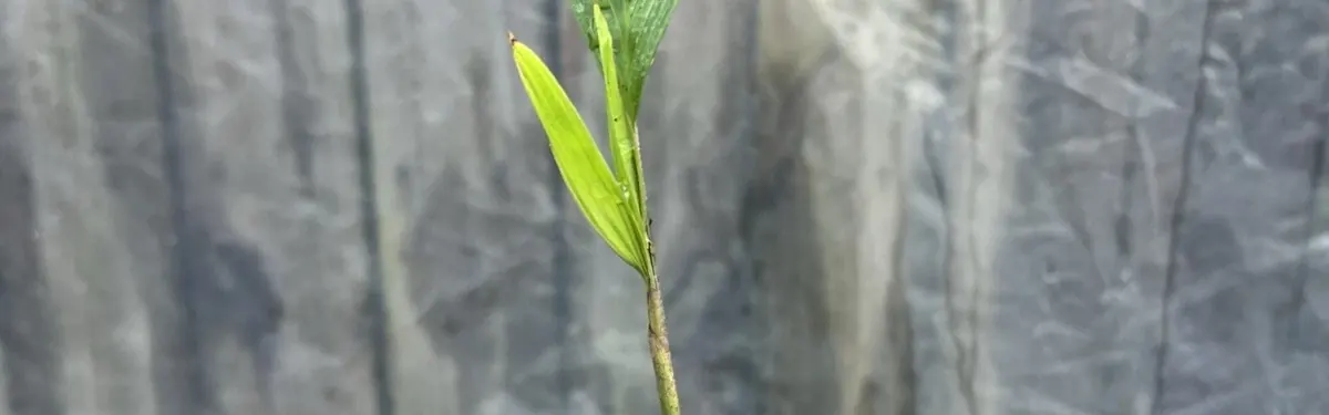 Montgomery Palm