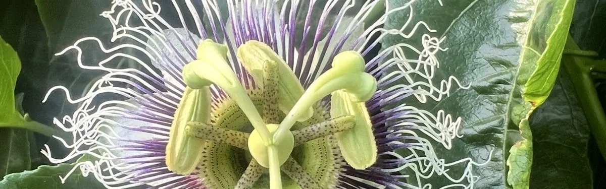 Florida-Friendly Tropical Growing
