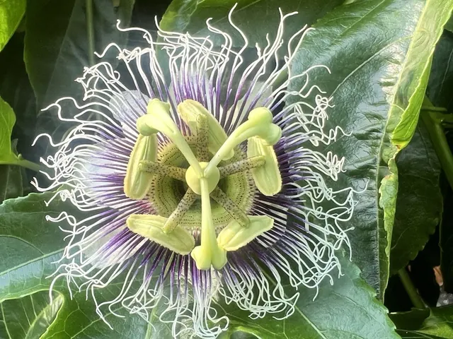 Florida-Friendly Tropical Growing