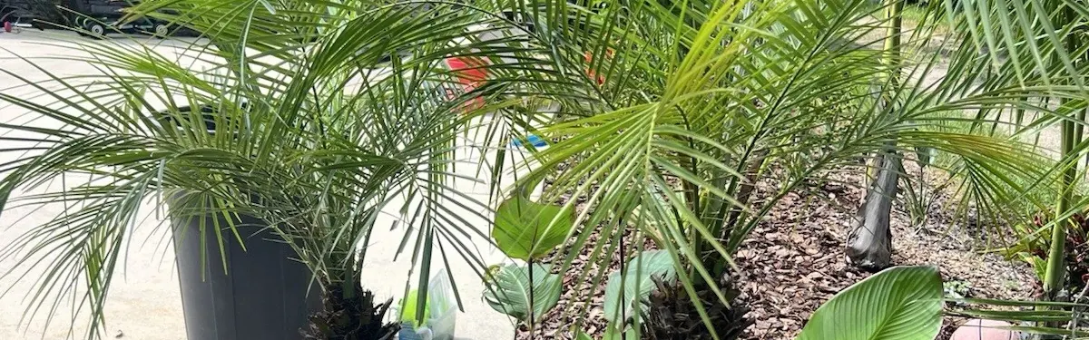 Pygmy Date Palm