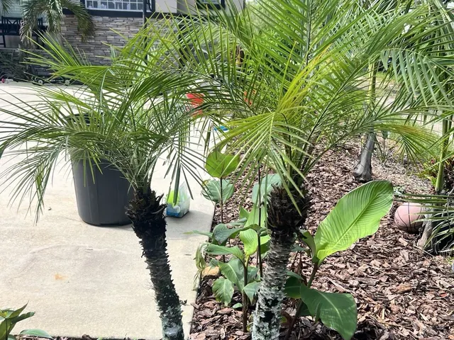 Pygmy Date Palm