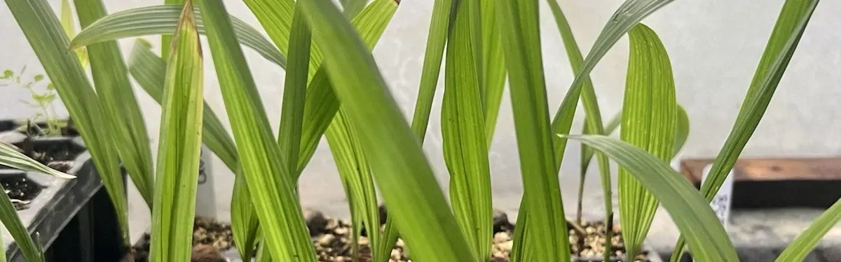 Queen Palm