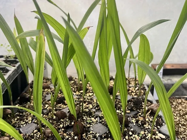 Florida palm species