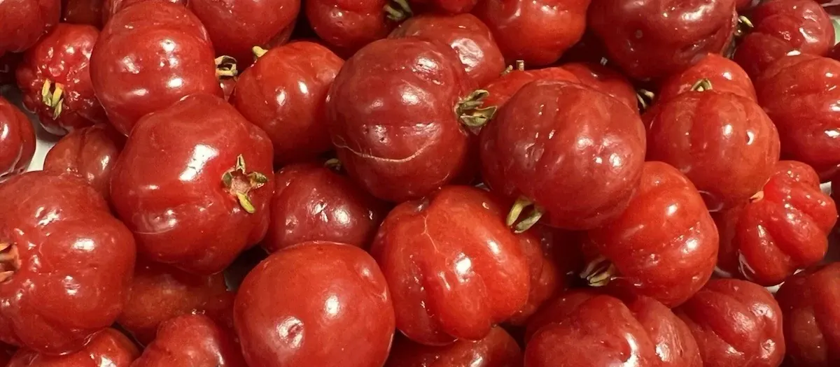 Rare Edible Plants and Useful Garden Plants