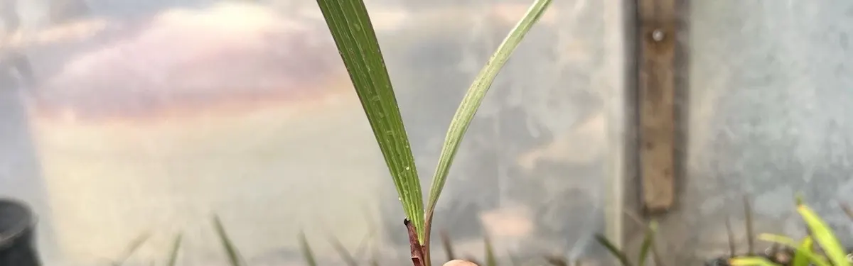 Ribbon Palm