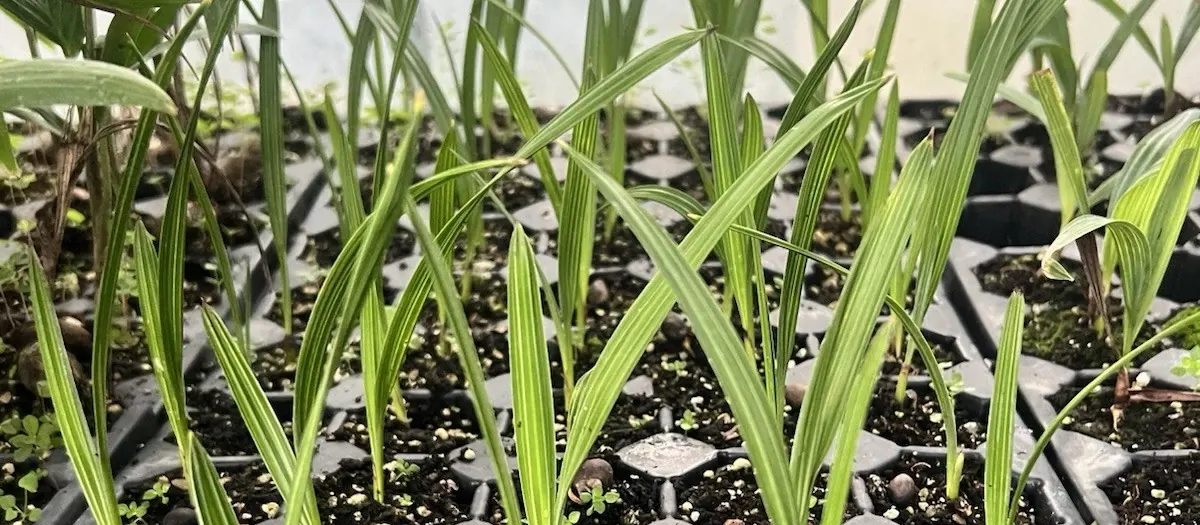 Rows of young plants growing in nursery trays at Kotsonis Farm