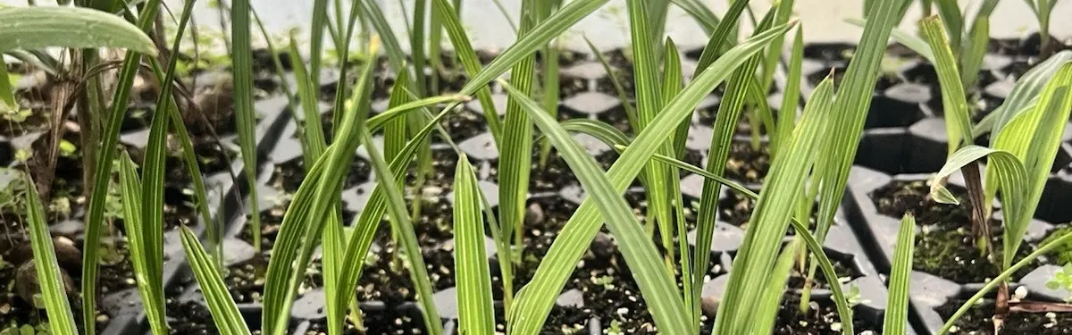 Silver Saw Palmetto