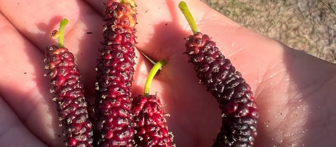Tropical Fruit Cuttings and Starter Plants